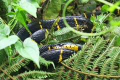 Boiga melanota