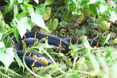 Boiga melanota