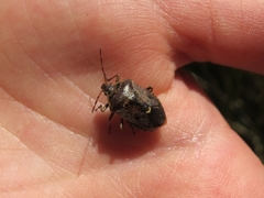 Cermatulus nasalis nasalis