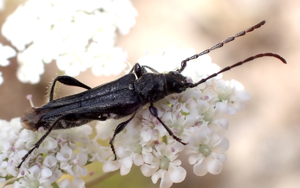 Stenopterus ater
