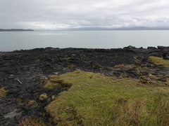 Samolus repens repens