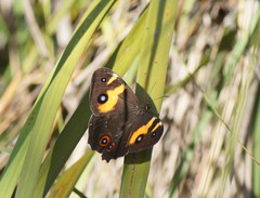 Tisiphone abeona albifascia