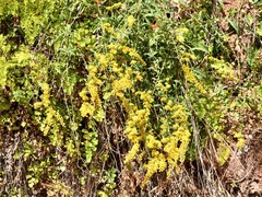 Solidago velutina sparsiflora