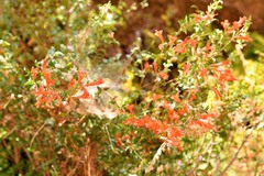 Epilobium canum garrettii
