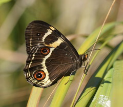 Tisiphone abeona albifascia