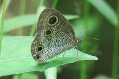 Ypthima pandocus corticaria