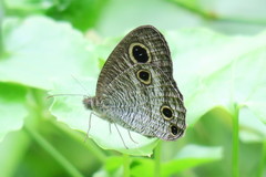 Ypthima pandocus corticaria