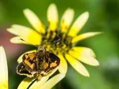 Ocybadistes walkeri sothis