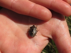 Cermatulus nasalis nasalis