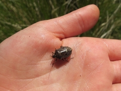 Cermatulus nasalis nasalis