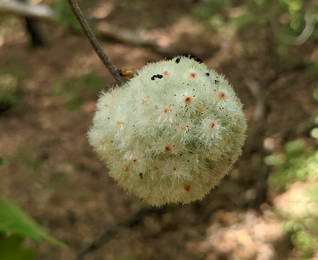 Wool Sower Gall Wasp from Absecon, NJ 08201, USA on May 15, 2023 at 12: ...