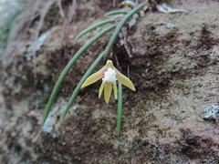 Dendrobium striolatum