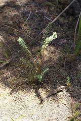 Pimelea orthia