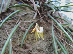 Dendrobium striolatum