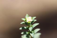 Pimelea orthia