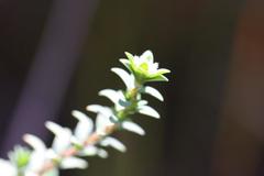 Pimelea orthia