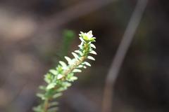 Pimelea orthia