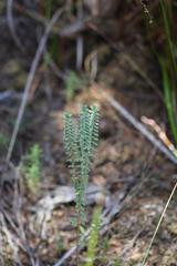 Pimelea orthia