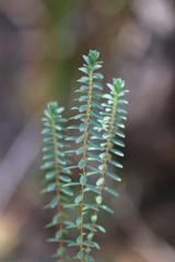 Pimelea orthia