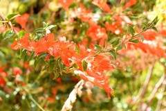 Epilobium canum garrettii
