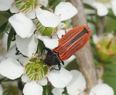 Castiarina erythroptera