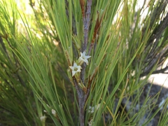 Dracophyllum acerosum