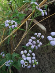 Ageratum conyzoides