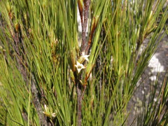 Dracophyllum acerosum