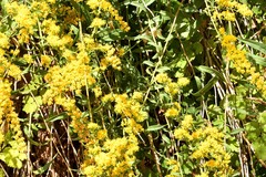 Solidago velutina sparsiflora