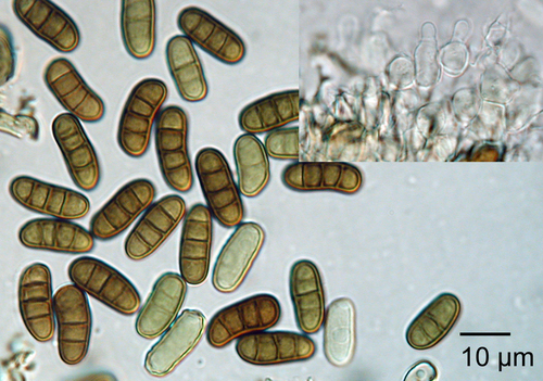 Representative image of Dothiorella