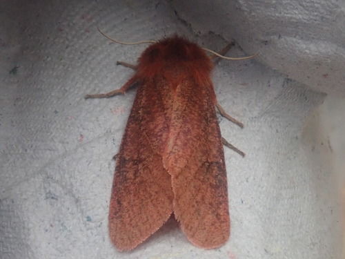 Large Ruby Tiger Moth photo 2