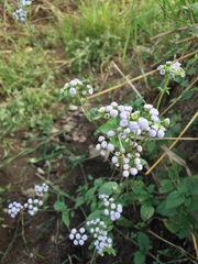 Ageratum conyzoides