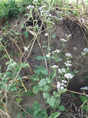 Ageratum conyzoides