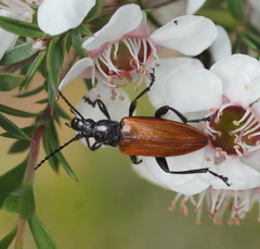 Lepturidea deplanchei