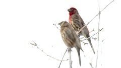 Haemorhous mexicanus