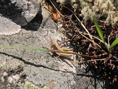 Sigaus campestris