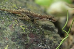 Anolis apletophallus