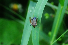 Euschistus carbonerus