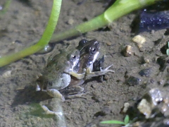 Guayaquil Dwarf Frog photo 3