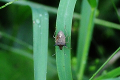 Euschistus carbonerus