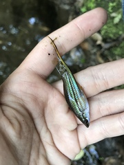 Xiphophorus hellerii