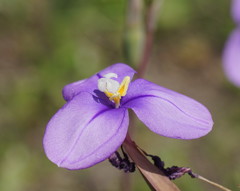 Patersonia occidentalis occidentalis