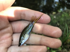 Xiphophorus hellerii