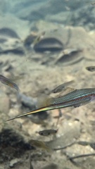 Xiphophorus hellerii