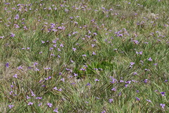 Patersonia occidentalis occidentalis