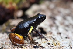 Bernhard's Mantella photo 1