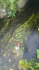 Potamogeton malaianus