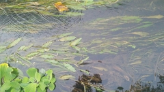 Potamogeton malaianus