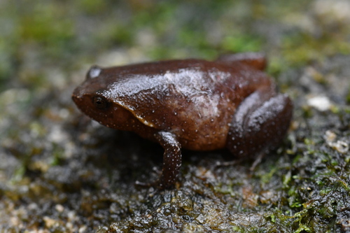 Betsileo Digging Frog, Plethodontohyla brevipes