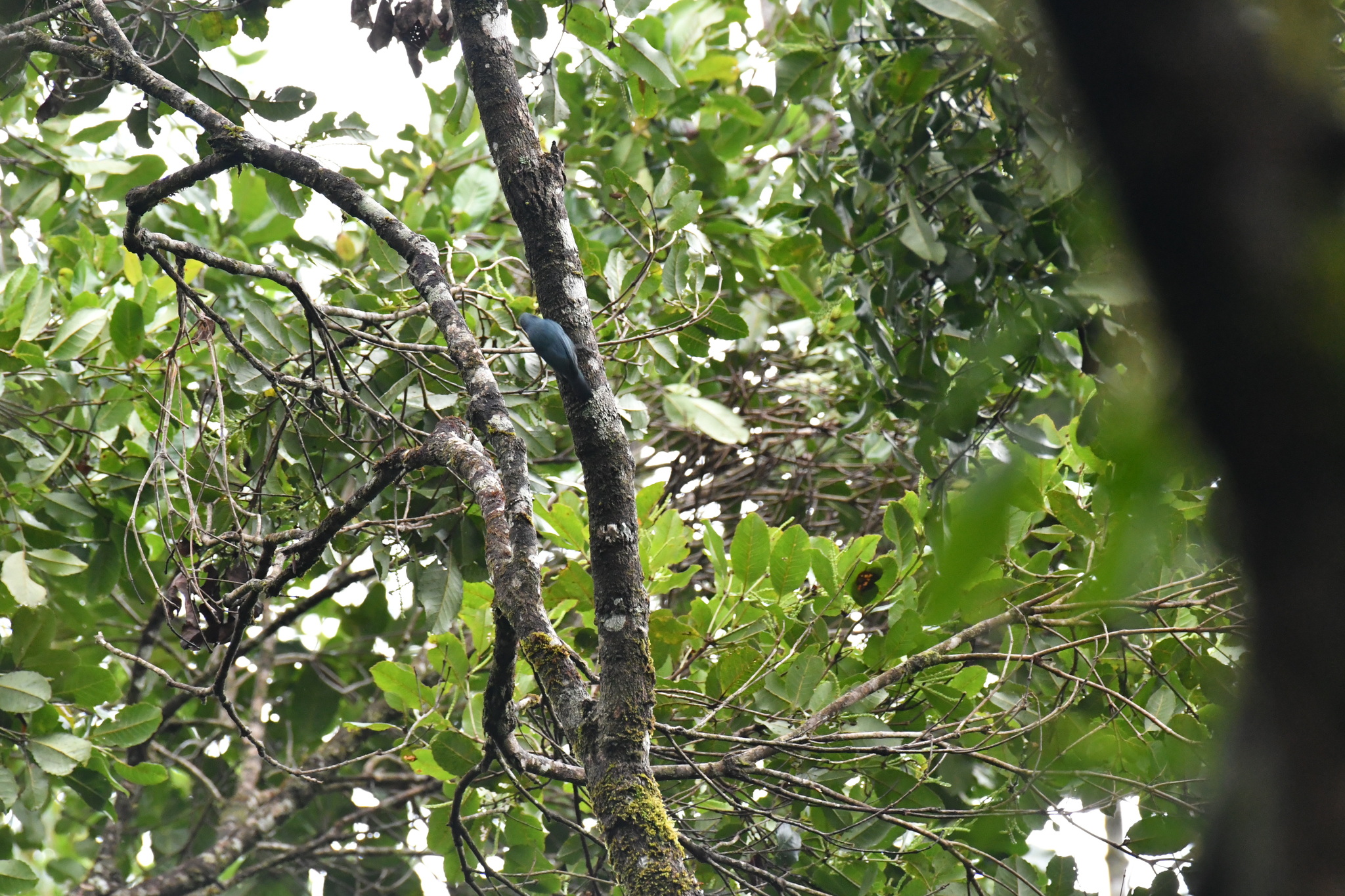 Nuthatch Vanga (Hypositta corallirostris), photo 1